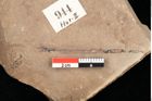 Foto (Detailsansicht) von Quercus mediterranea, Unger (NHMW-GEO-2024-0188-0944)